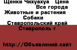 Щенки Чихуахуа › Цена ­ 12000-15000 - Все города Животные и растения » Собаки   . Ставропольский край,Ставрополь г.